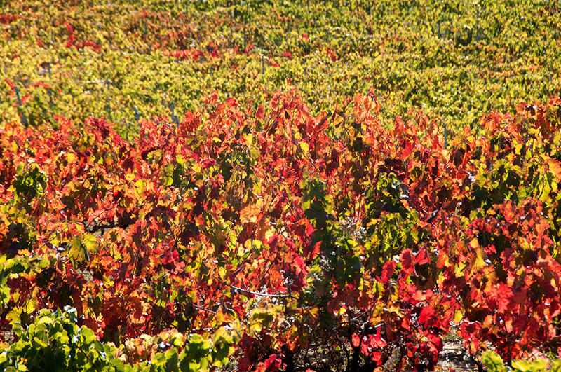 achat vin direct producteur Bagnols-sur-Cèze